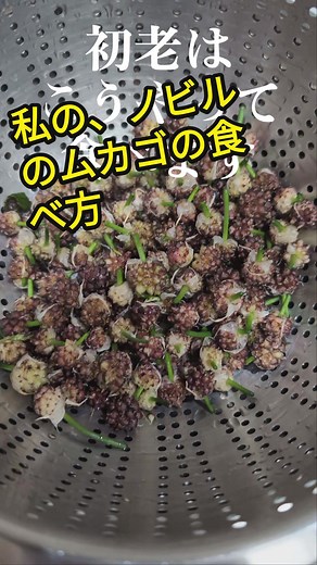 ノビルのムカゴ調理法と食べ方