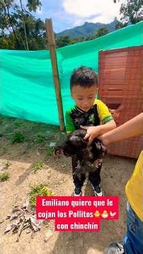 Emiliano wants to catch his baby chicks 🐥 with a little help