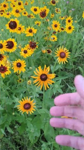 Indian Blanket wildflower patch in My Back Yard