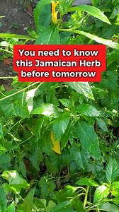 You Need to know this Jamaican herb....🌿✨️ #naturalremedies #healthcoach #viral #herbalremedies #ramgoatdashalong #eliyahmashiach #learnfromeliyahmashiach #HealthBenefits #CapCut | HerbalLevi