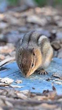 The Chipmunk Stores 8,000 Seeds — And Remembers Every One