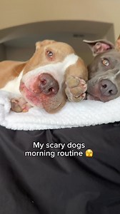 292K views · 22K reactions | Morning routine ❤️ #doglover #dogsofinstagram #dog #asmr #pitbull #routine #vlog #doglife #dogfamily #morningroutine #reels | Knight & Aston | Facebook