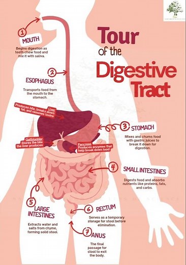 Tour of the Digestive Tract