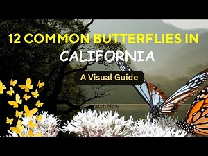 12 Common Butterflies in California (And Where to Find Them)