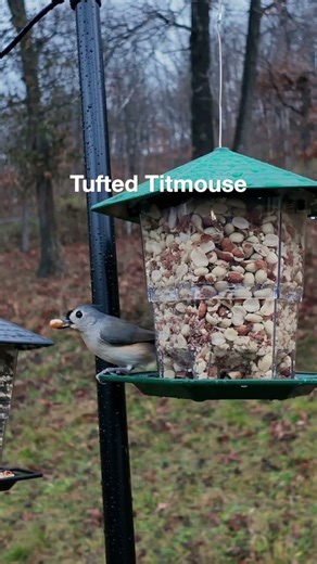 Can You identify these birds? New Feeder! #birds #birding #birdenthusiast #wildlife #birdwatcher