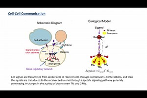 细胞间通讯分析软件 CellCall