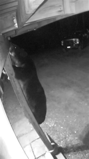 An over night visitor trying to get up to our balcony/deck. #dekemanacres #upstatenylife #bear
