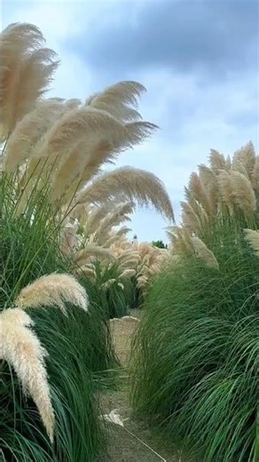 beauty of nature 🌿🍁 | #nature #beutifull