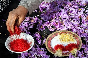 Iranian Saffron - The World’s Most Expensive Spice