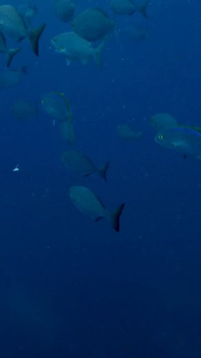 The saying goes… You can never have too much bait! 🎥: Local Knowledge S09:E08 “Trading Fishing Trips” Available on YouTube, Waypoint TV & Streaming apps | Local Knowledge