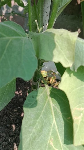 Brinjal plant part II , organic farming , trending shorts , nature lover , 2026