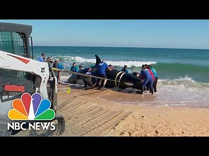 Experts say Orca whale found on Florida beach died 'as a result of illness'