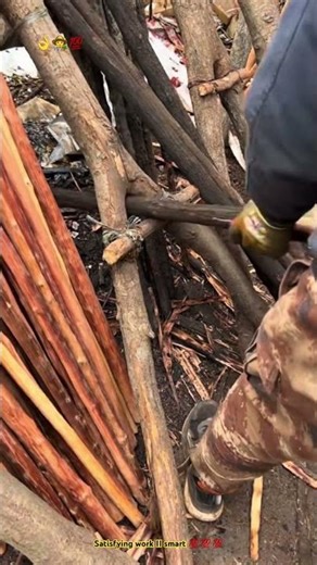 Smart farmer Using Y log to straighten curving another stem !! 😱