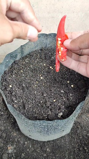 Rahasia pembibitan cabe agar tumbuh subur #reels #fb #gardenideas | Gardening Ideas HD