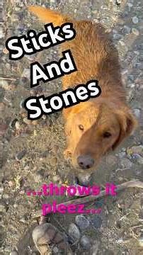 Montana Agate #agate #montana #adventure #rockhounding #outdoors #yellowstoneriver #dog #treasure