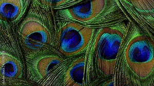 Feathers of tropical peacock bird. Macro rotation close-up view. Beautiful animals. color accuracy of nature.
