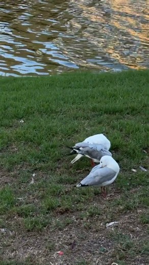 Silver Gull 🪿 Nature River front #trending I AM not cute 🥰 #cute #birds #nature #zoo #river #Gull