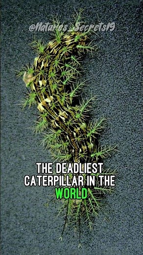 The Deadliest Caterpillar In The World | Lonomia Obliqua