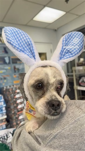 12K views · 306 reactions | Just a few of our hoppy pups enjoying this beautiful day! Learn more and check out their adoption profiles at rbari.org/dogs | Ramapo-Bergen Animal Refuge | Facebook