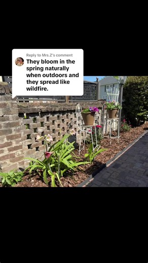 Replying to @Mrs.Z