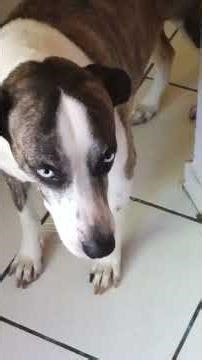 FOLGADO,EU Q ESPERE 🤡