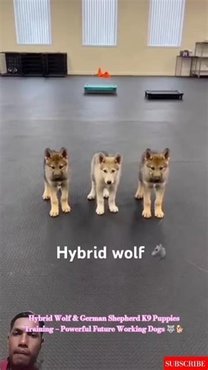 Hybrid Wolf & German Shepherd K9 Puppies Training – Powerful Future Working Dogs 🐺🐕 #puppy #dog