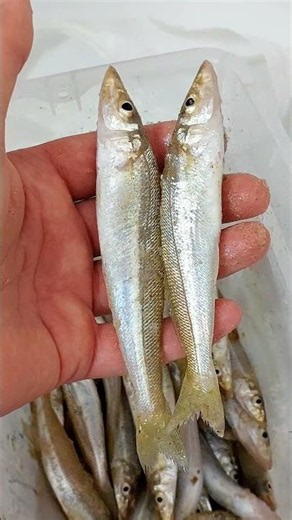 Mediterranean Beach Fishing: How to Catch Sillago Fish.