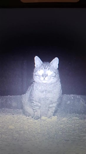 Best Professional Video Star Tips