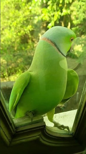 Alexandrine Parakeet On Window!
