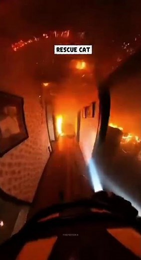 Firefighter Rescue Cat From A House Fire!