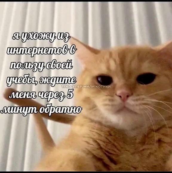 КотОзвучка. Часть 39. Пицца — это традиционное итальянское блюдо, представляющее собой круглую дрожжевую лепешку, запеченную с начинкой, классически состоящей из томатного соуса, сыра (обычно моцареллы) и различных добавок (мясо, овощи, грибы). Появившись как еда бедняков в Неаполе, сегодня пицца — одно из самых популярных блюд в мире... Запомнили? забудьте... #кот #рек #устал #коты #юмор