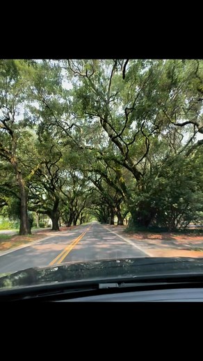 22 reactions · 8 comments | Check out this beautiful street in Aiken SC. Downtown. The live oaks are spectacular. | Doug Noll | Facebook
