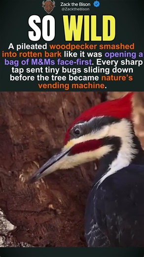 Pileated Woodpecker Natures Vending Machine