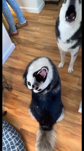 Husky and Pug Howling Walk Adventure