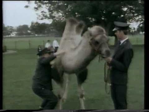 Johnny Morris-Fun days filming Animal Magic.