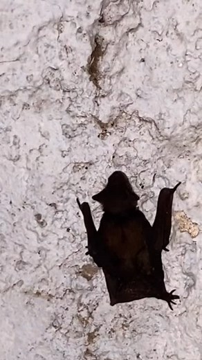 Little Bat climbing | Gianmario Togni