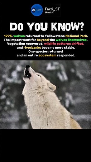 Wolves That Changed an Entire Ecosystem. #shorts