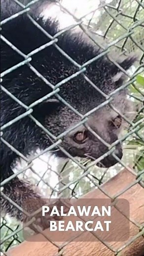 Palawan Bearcat: The Enigmatic Carnivore of the Philippines