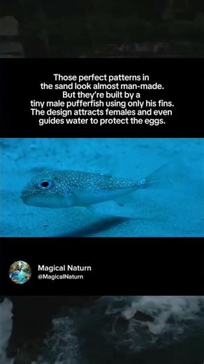 This tiny fish secretly builds massive sand masterpieces