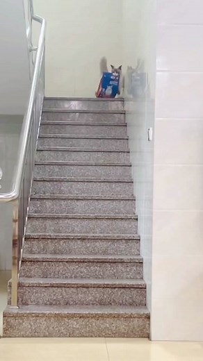 Cats are really strong#cat #catsoftiktok #catvideo #cute #funnycat #fyp