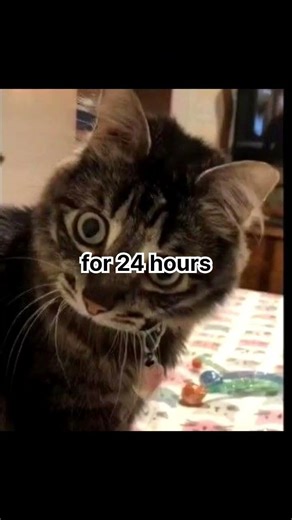 i dare you to......... #youtubeshorts#cat#funny#memes#catmemes#shorts#fyp#artist#song