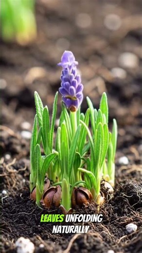 Lavender Growth in 10 Seconds | Ultra Realistic Time-Lapse
