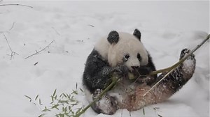 The National Zoo's giant pandas make the most of D.C.'s snow