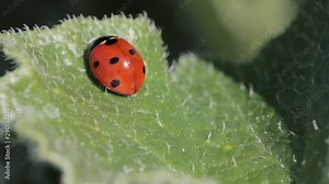 Adult laydybird sp. Coccinella septempunctata or ladybug (7 black spots 7-spot - Coccinellidae family) resting on low vegetation green plant (sp. Ecbalium elaterium)