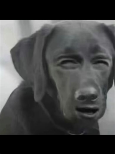 Unleash the Fun with Monster Trucks!