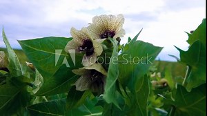 Black henbane (Hyoscyamus niger). Video flowering plant in the counter after the rain