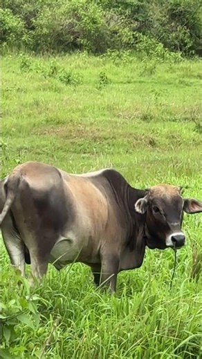 Barney the cow 🐄