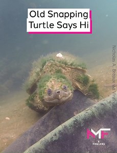 Old Snapping Turtle Says Hi | Nathalia Melo