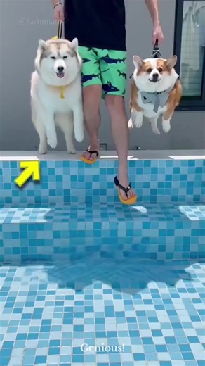 Exploring Fascinating Facts in Animated Videos