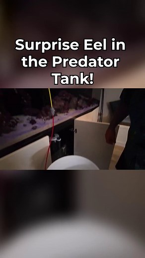 Surprise Eel in My Tank! #EelTank #AquariumLife #FishTank #AquaticPets #SurpriseEel | SaltwaterAquarium.com